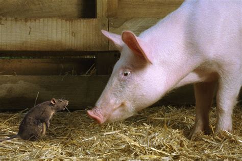 Charlotte S Web Templeton Rat And Wilber Pig Rats Love Fiction Charlotte S Web Templeton Rat And Wilber Pig Rats Love Fiction