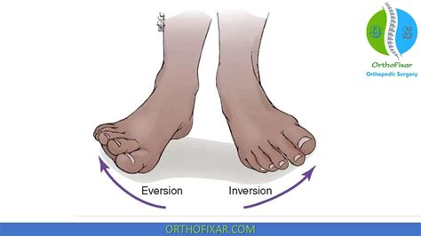 Foot Inversion Explained Master Ankle Movement Webapi Hub Foot Inversion Explained Master Ankle Movement Webapi Hub